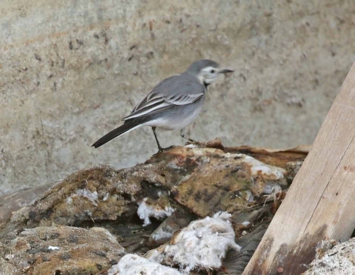 White Wagtail (White-faced) - ML646411340