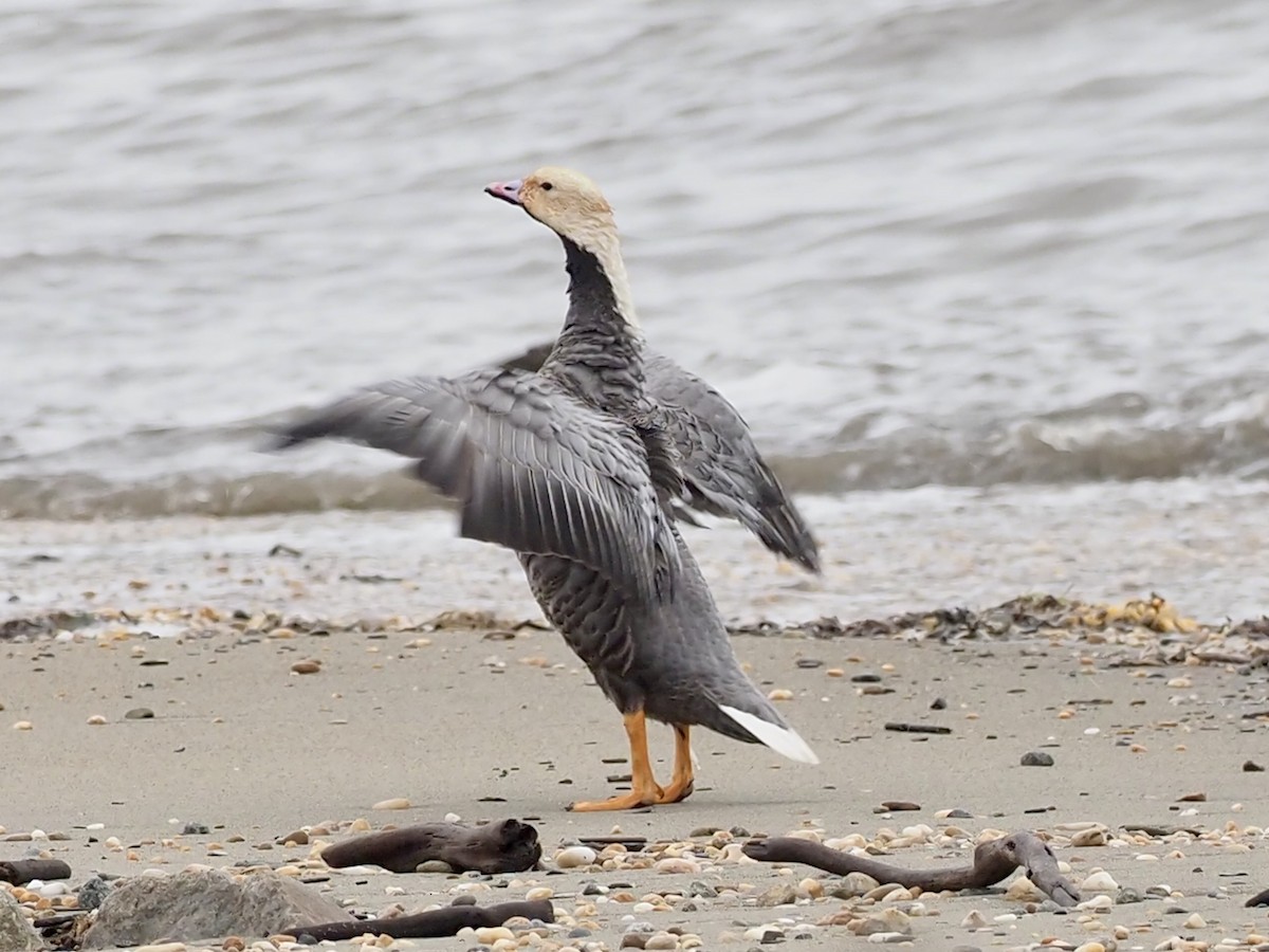 Emperor Goose - ML646411341