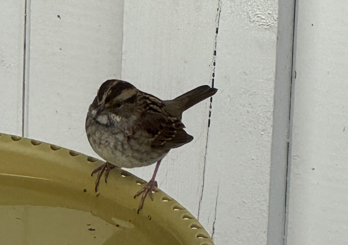 White-throated Sparrow - ML646411343