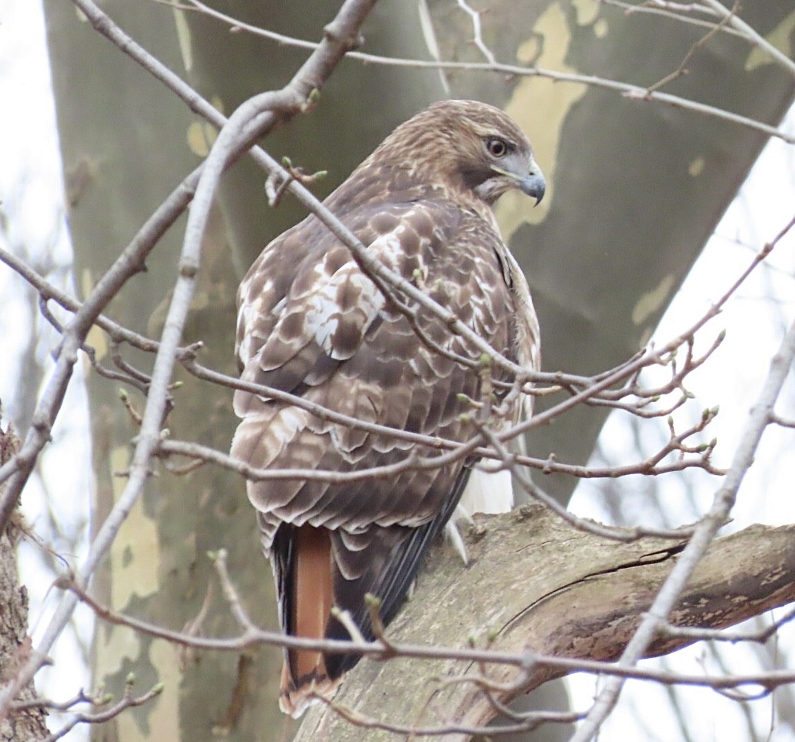 Red-tailed Hawk (borealis) - ML646411344