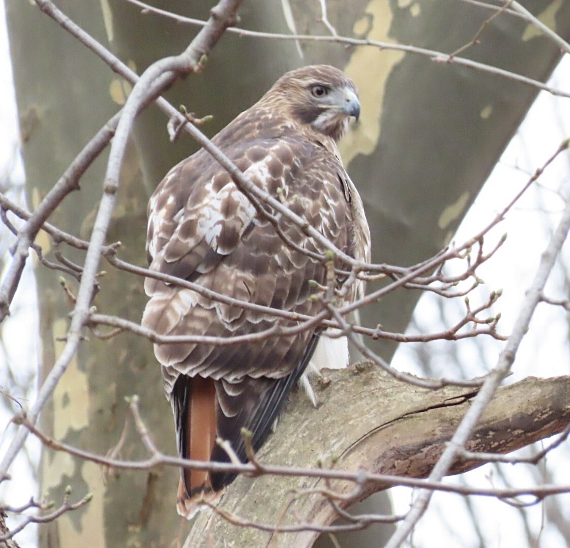 Red-tailed Hawk (borealis) - ML646411345