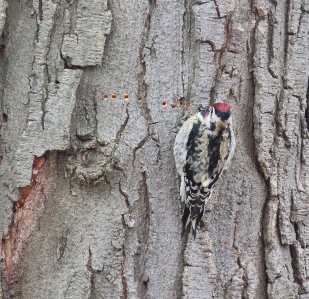 Yellow-bellied Sapsucker - ML646411346