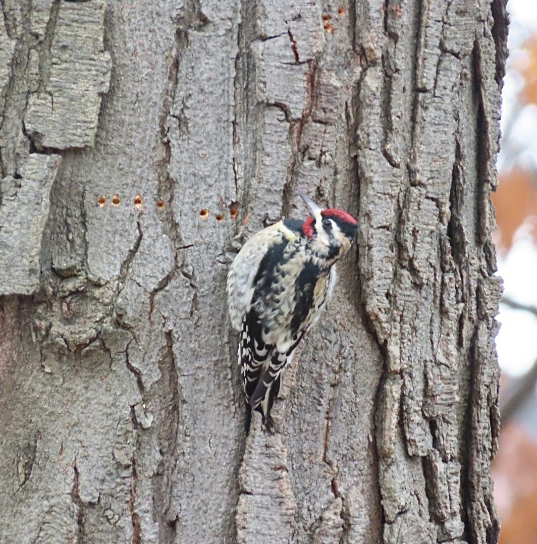 Yellow-bellied Sapsucker - ML646411347