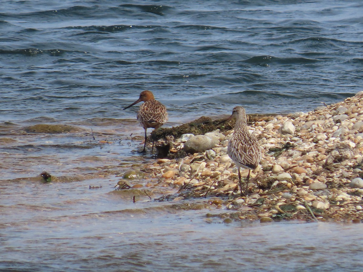 Bar-tailed Godwit - ML646411348