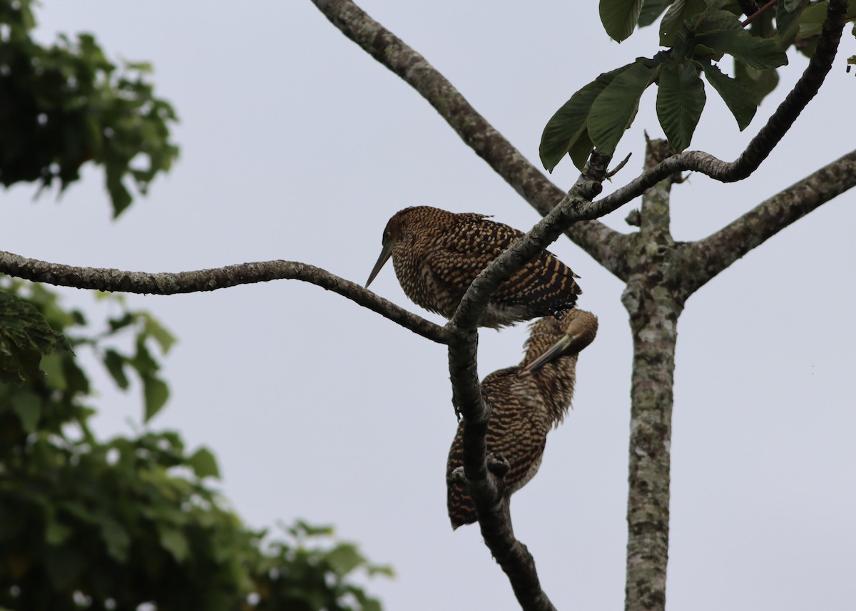 Bare-throated Tiger-Heron - ML646411349