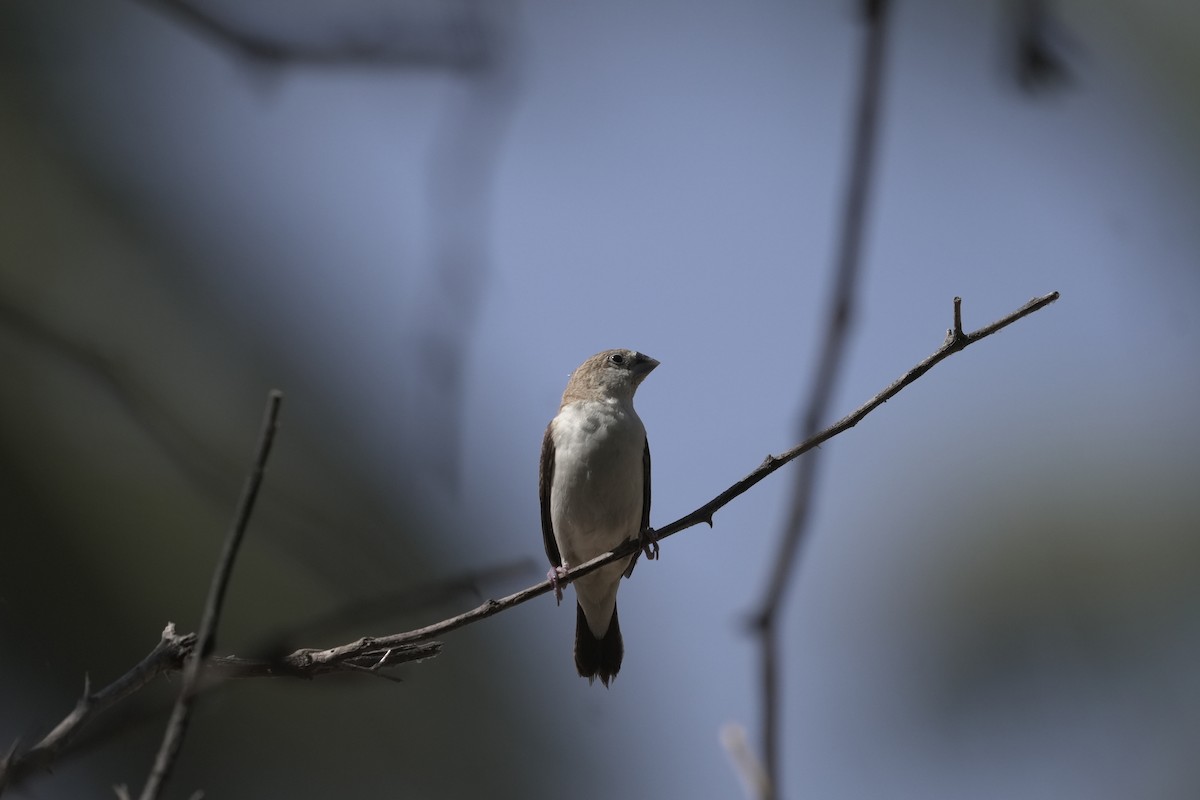 African Silverbill - ML646411350