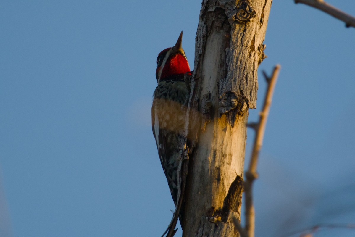 Red-naped Sapsucker - ML646411351