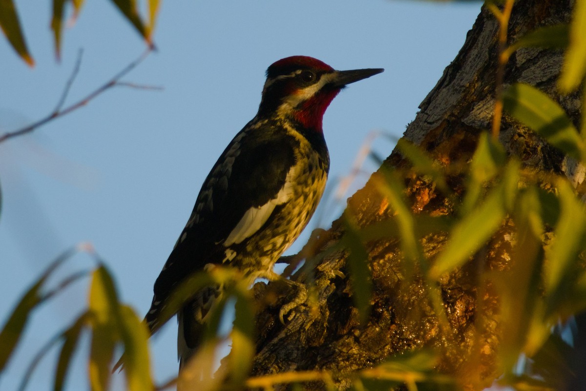Red-naped Sapsucker - ML646411352