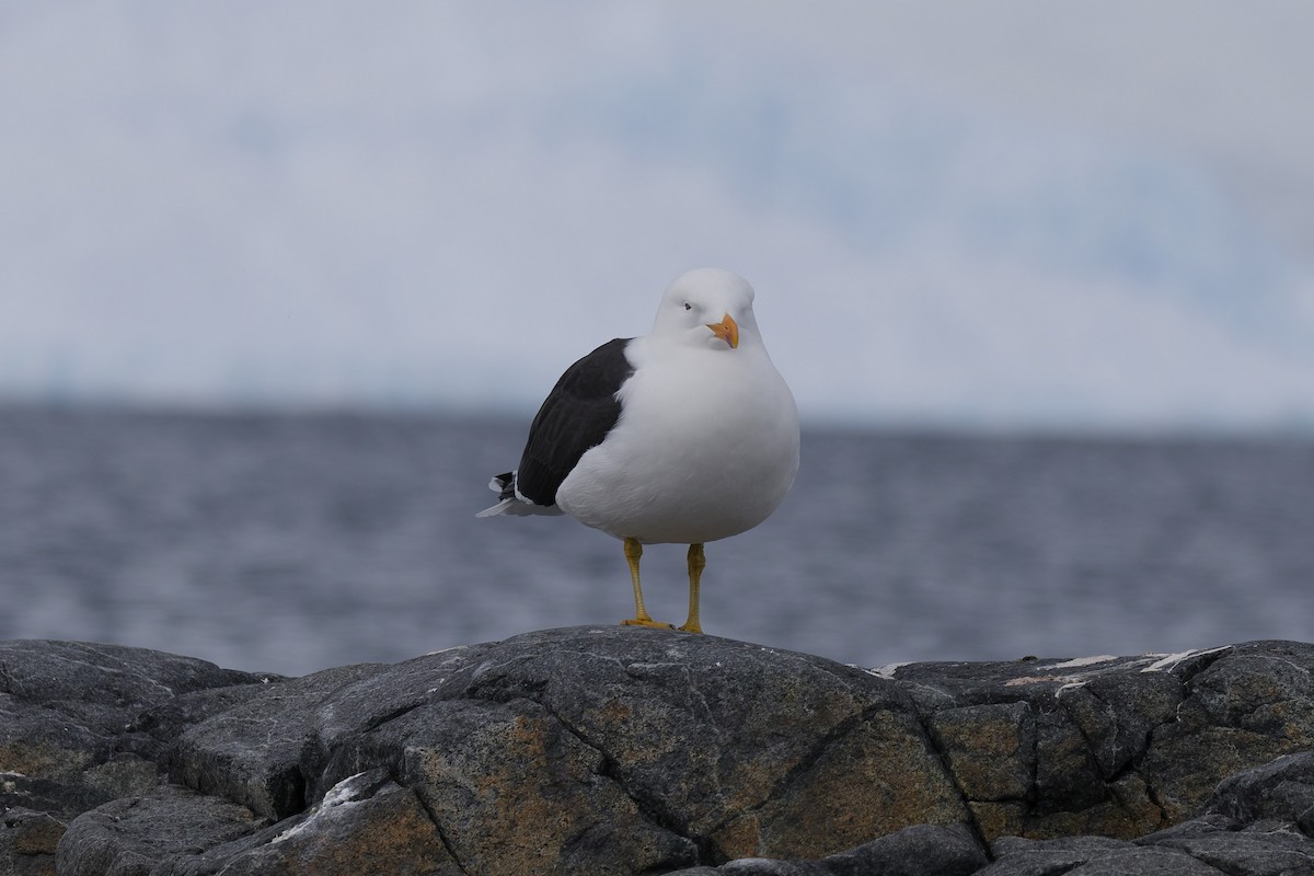 Kelp Gull - ML646411354