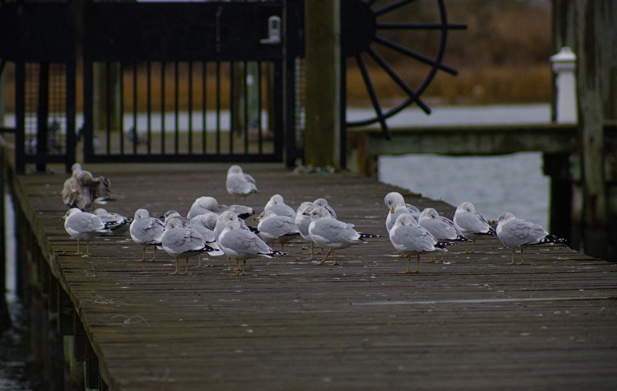 Ring-billed Gull - ML646411357