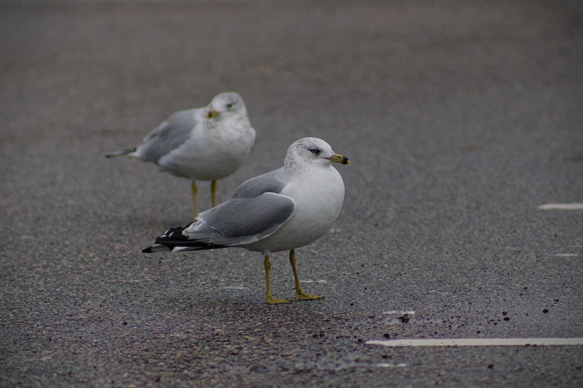 Ring-billed Gull - ML646411359