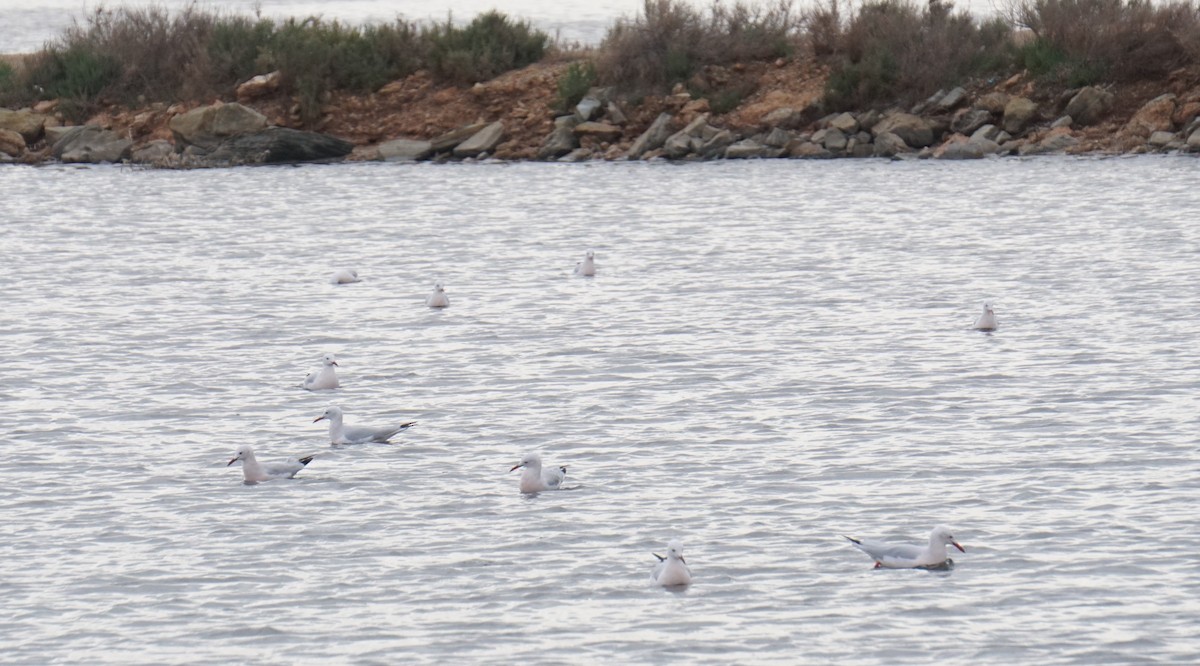 Мартин тонкодзьобий - ML646411360