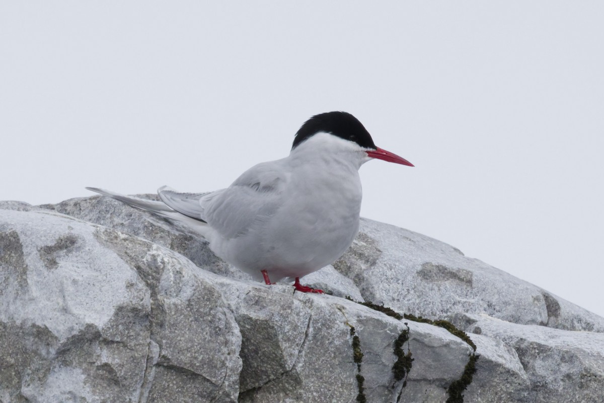 Antarctic Tern (Antarctic) - ML646411377