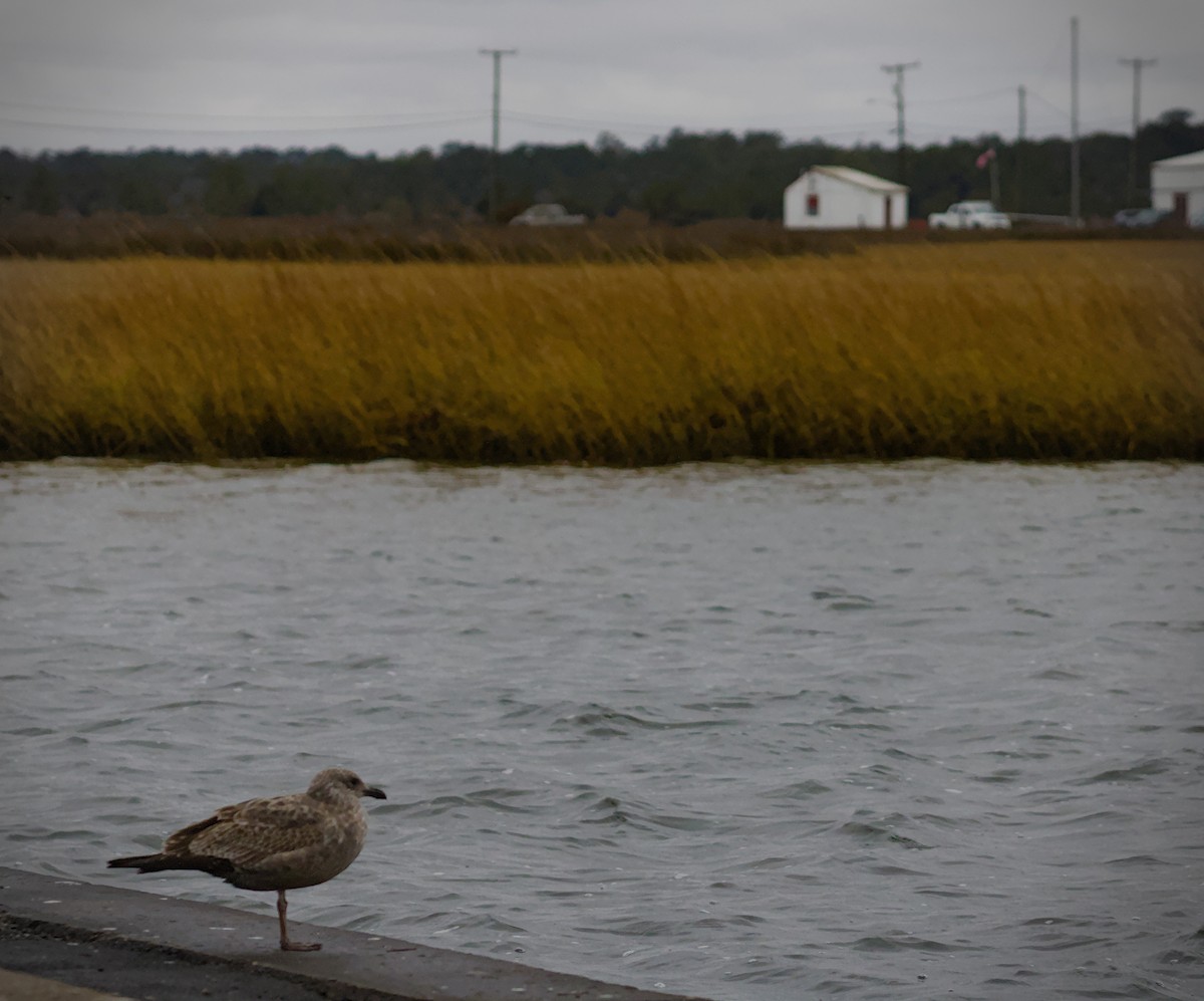 American Herring Gull - ML646411378