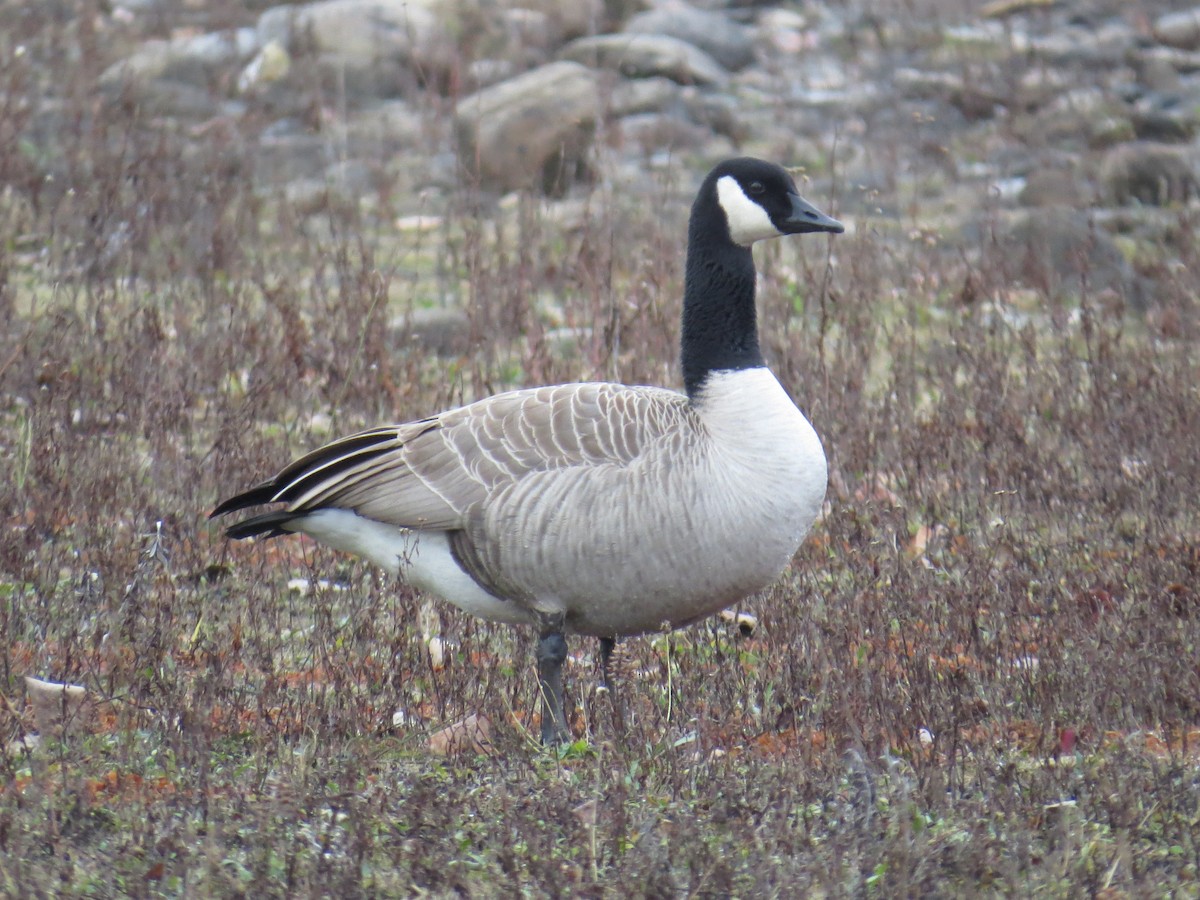 Канадская казарка - ML646411379