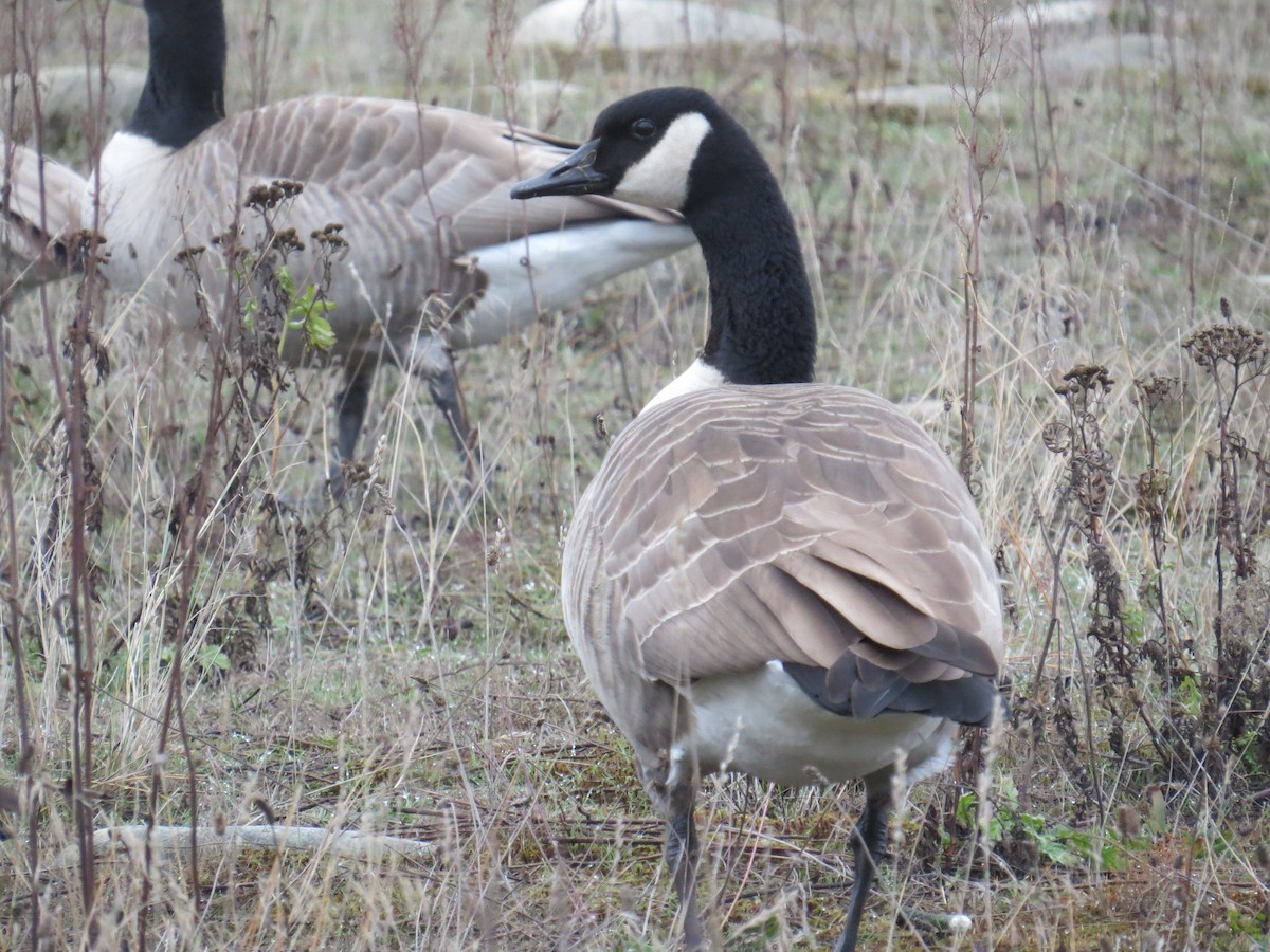 Канадская казарка - ML646411380