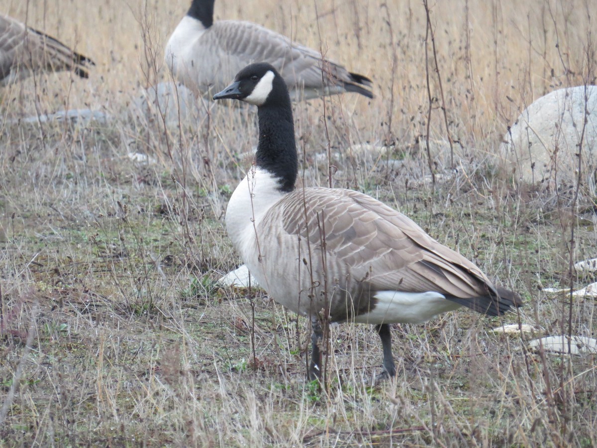 Канадская казарка - ML646411381