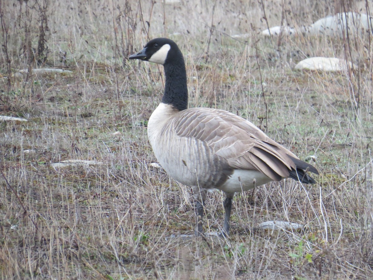 Канадская казарка - ML646411382