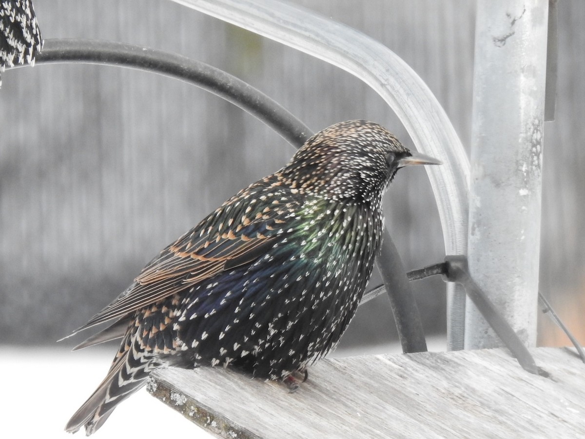 Хар тодол - ML646411388