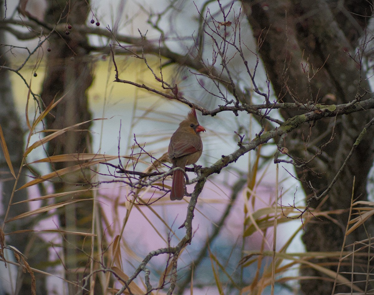 Northern Cardinal - ML646411389