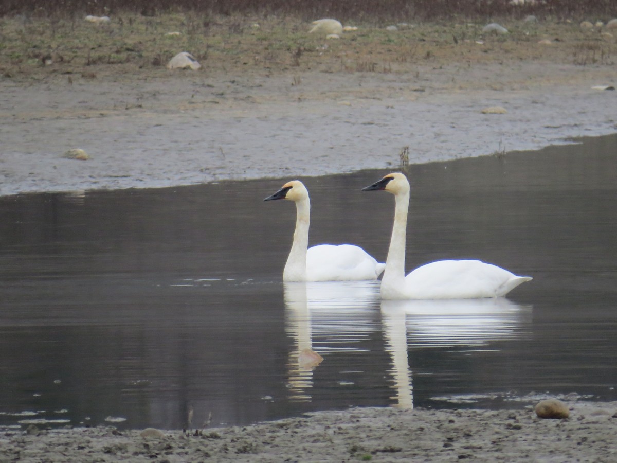 Лебедь-трубач - ML646411390