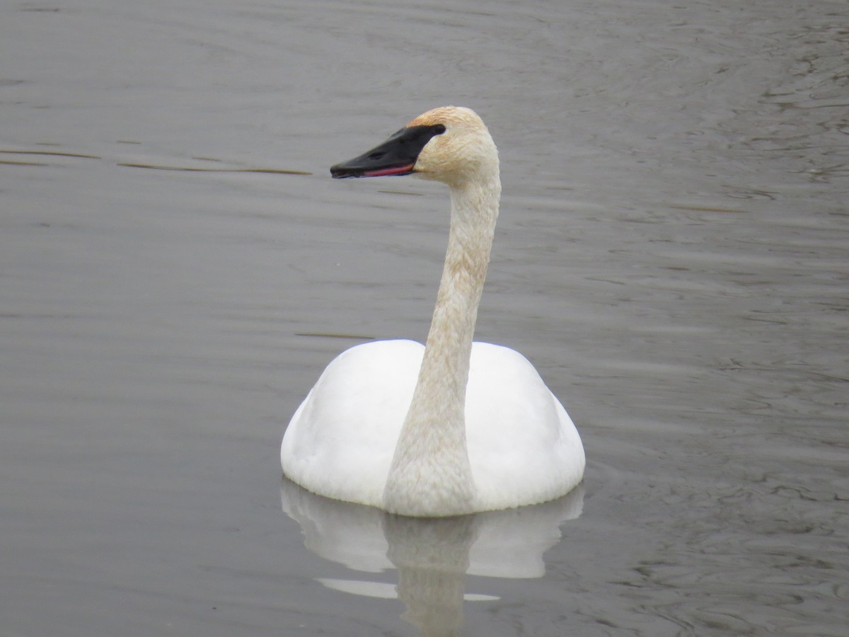 Лебедь-трубач - ML646411391