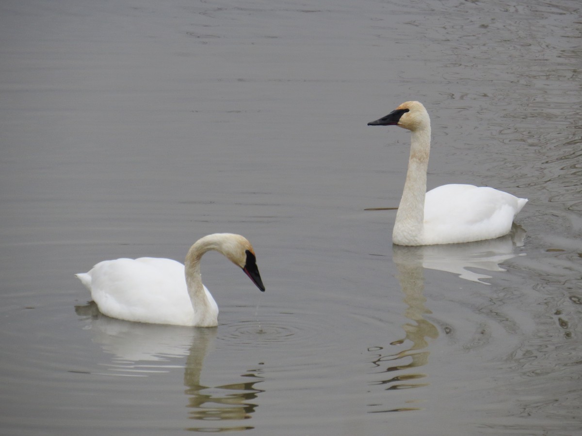 Лебедь-трубач - ML646411392