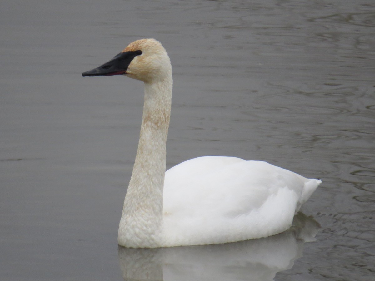 Лебедь-трубач - ML646411393