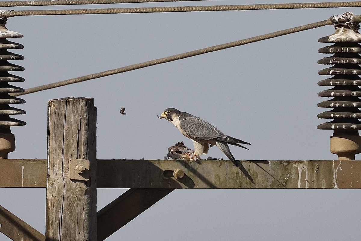 Peregrine Falcon - ML646411397