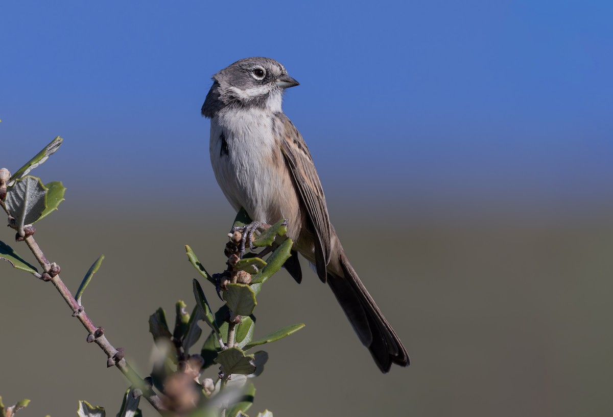 Bell's Sparrow (belli) - ML646411399