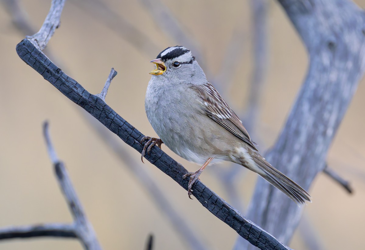 White-crowned Sparrow (Gambel's) - ML646411402