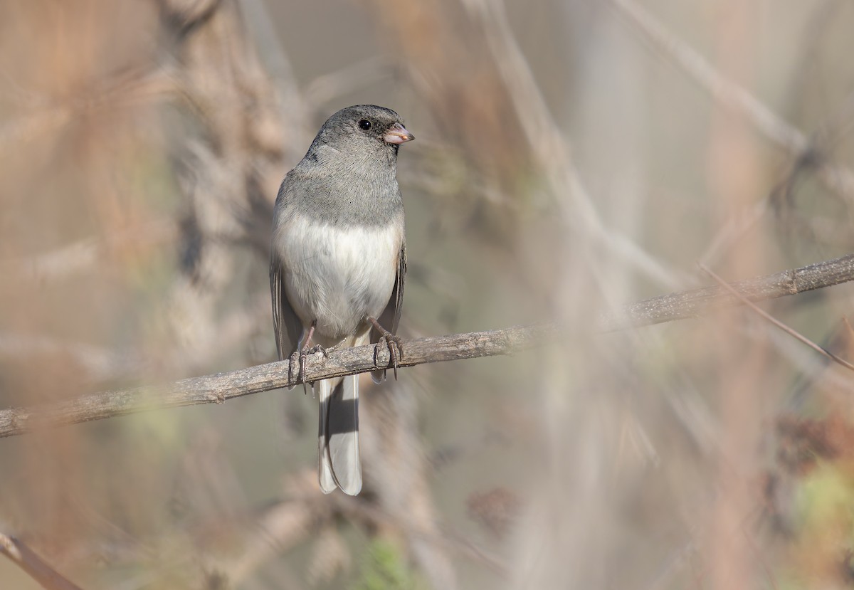 Dark-eyed Junco (Oregon) - ML646411406