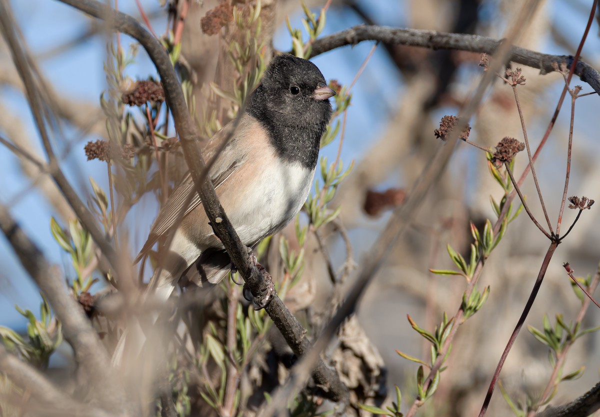 Dark-eyed Junco (Oregon) - ML646411407
