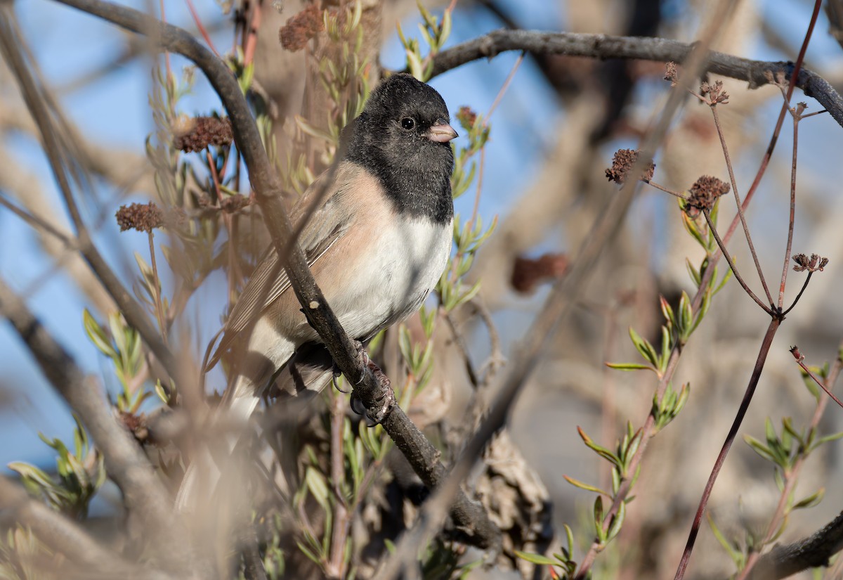 Dark-eyed Junco (Oregon) - ML646411408