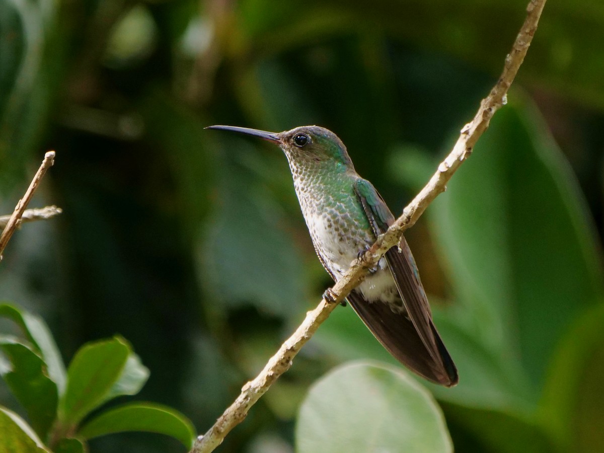 Many-spotted Hummingbird - ML646411409