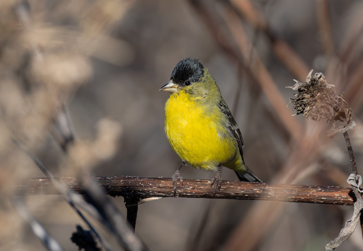 Lesser Goldfinch - ML646411412