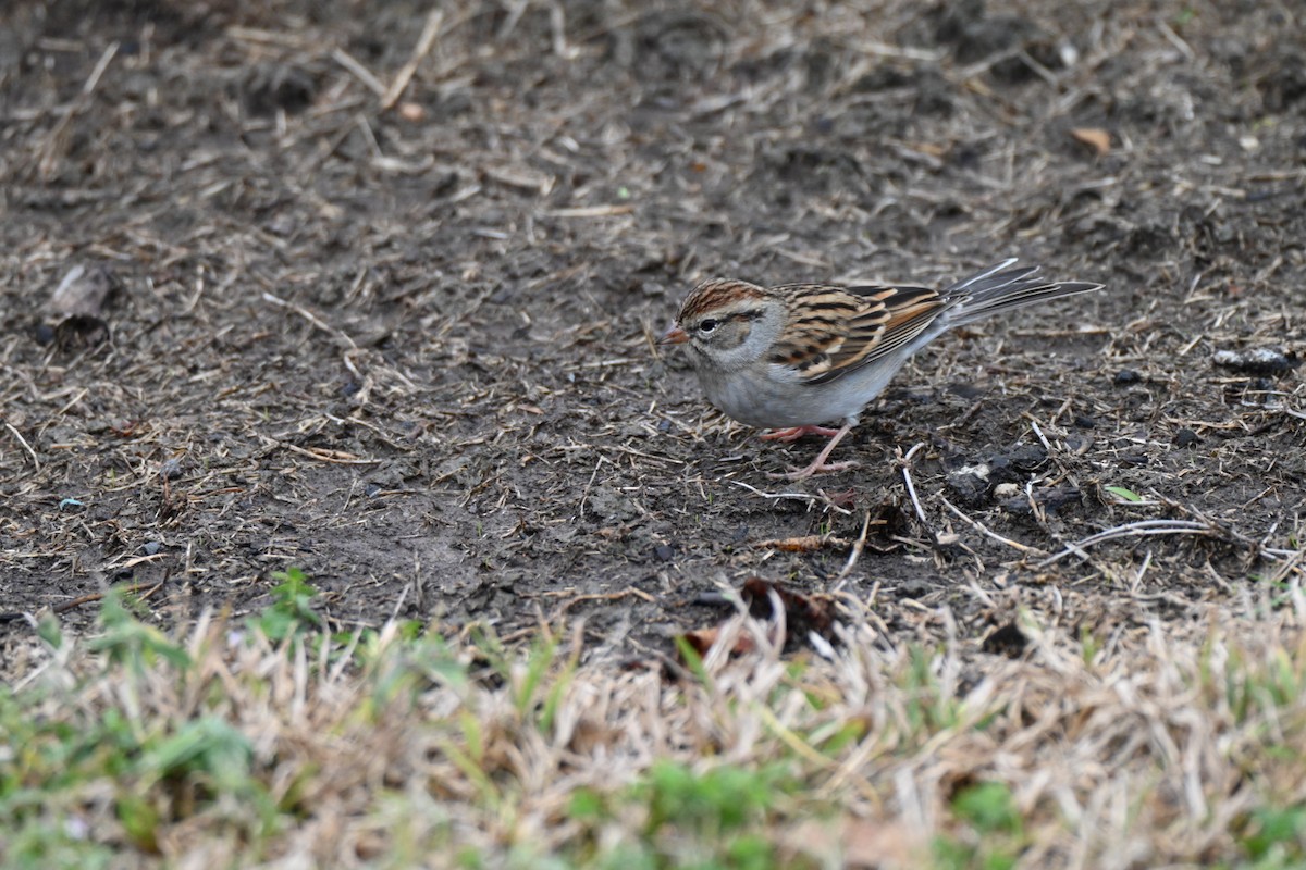 Chipping Sparrow - ML646411413