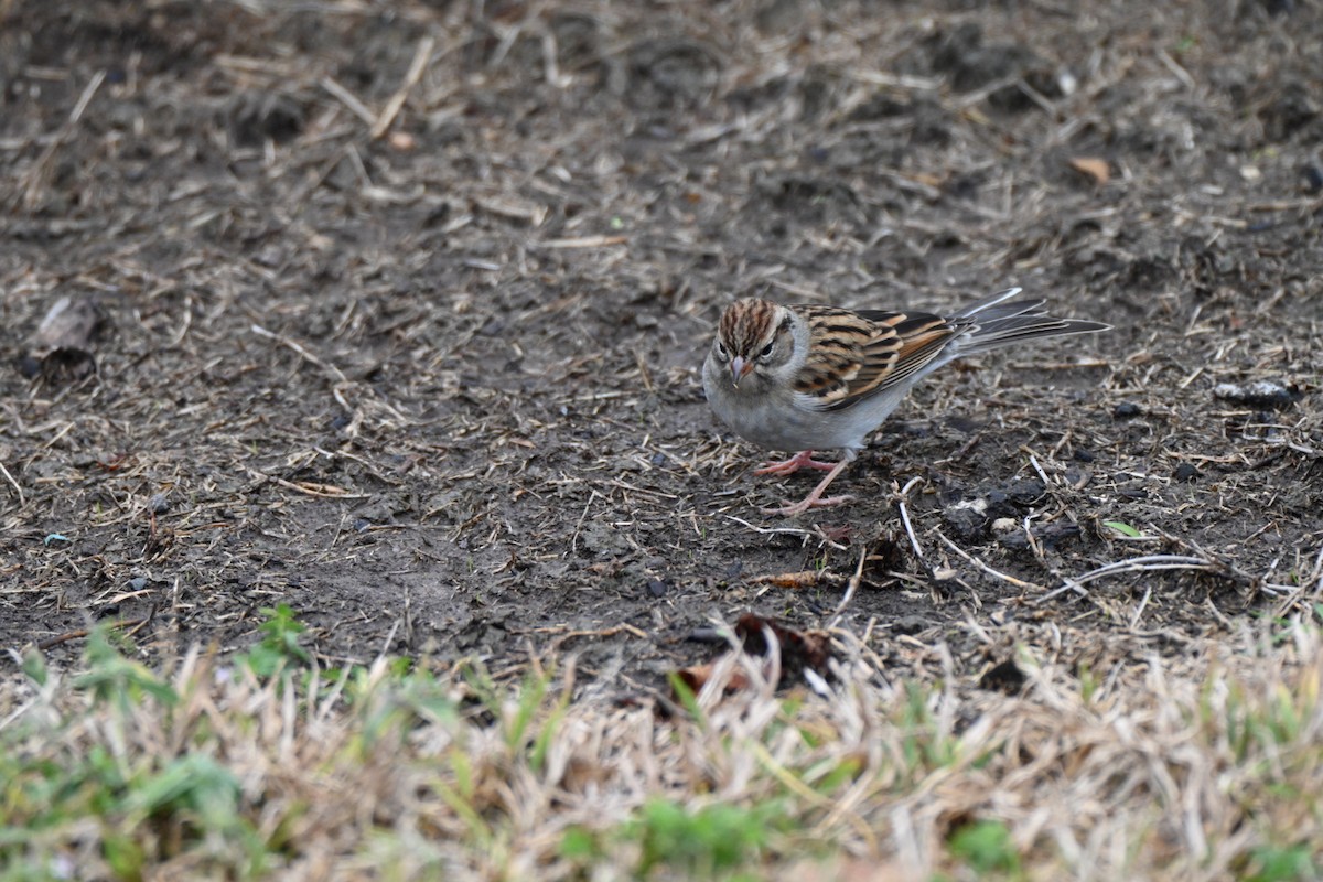 Chipping Sparrow - ML646411414