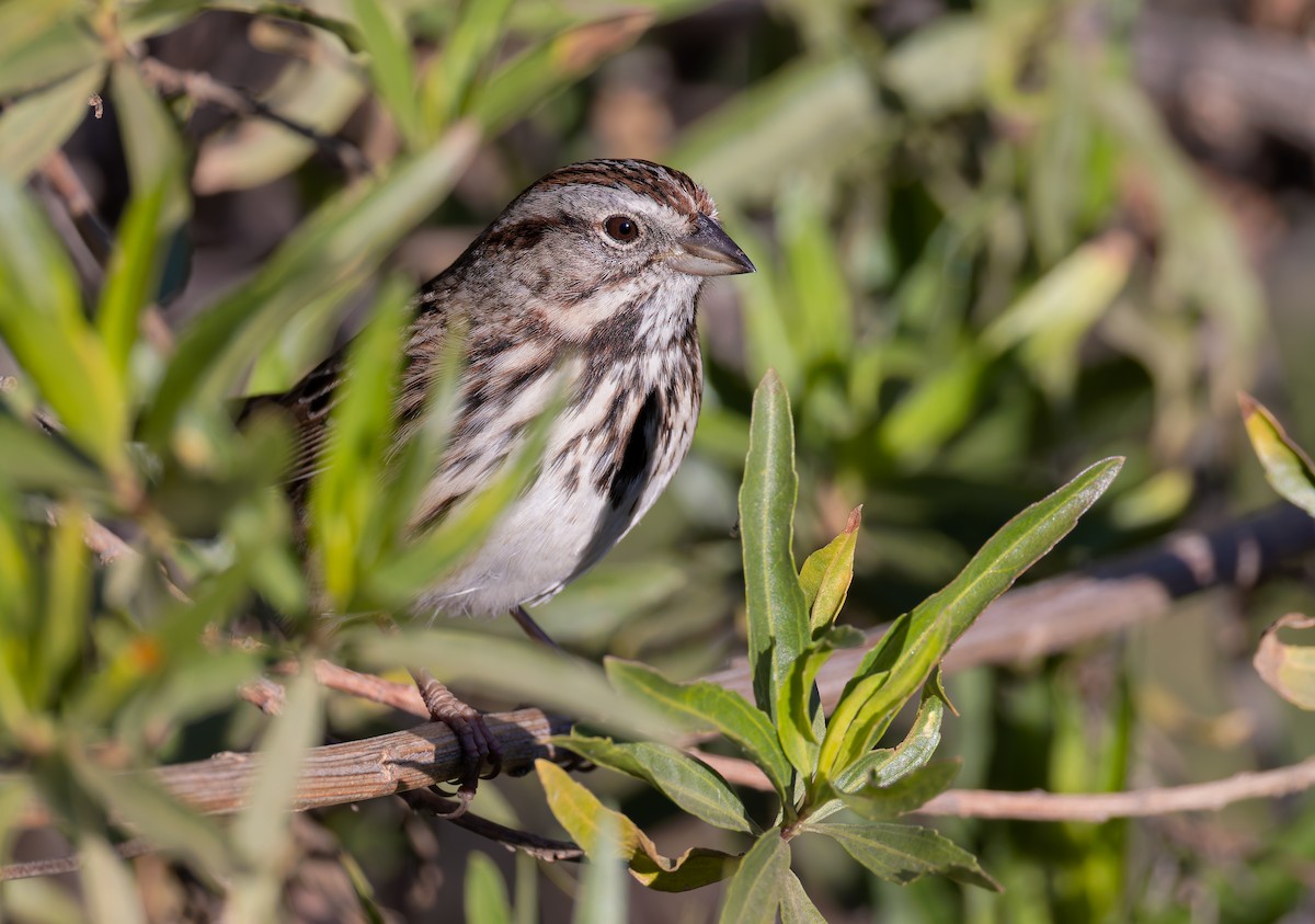 Song Sparrow (heermanni Group) - ML646411415