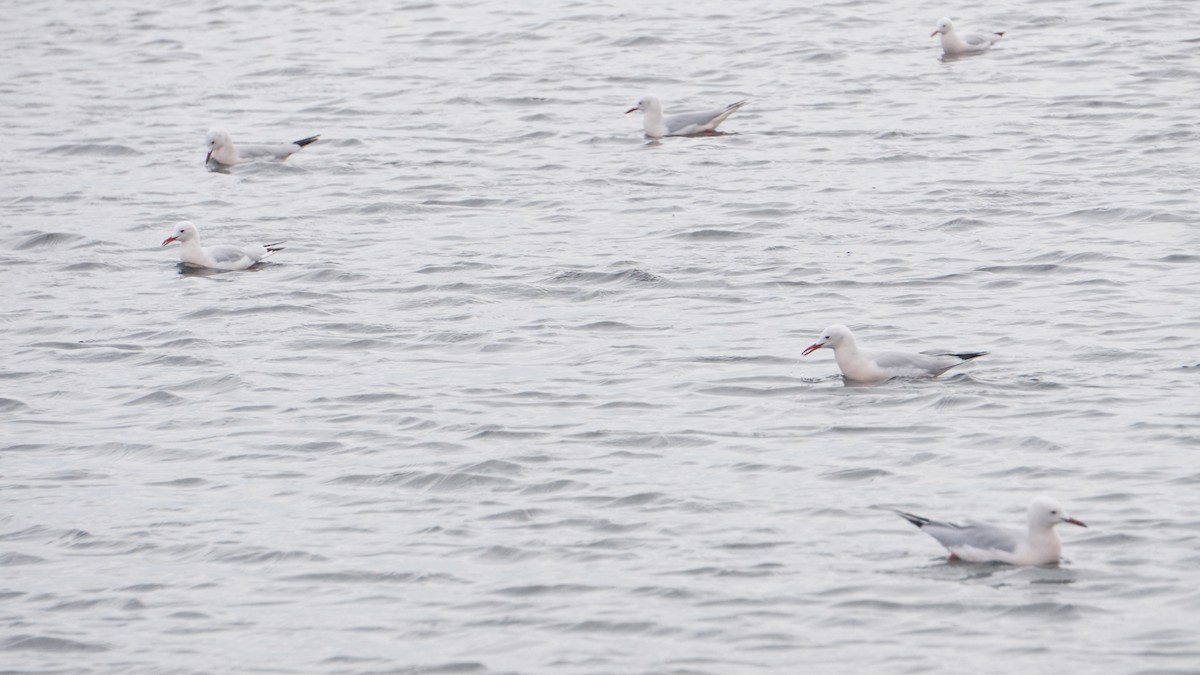 Мартин тонкодзьобий - ML646411416