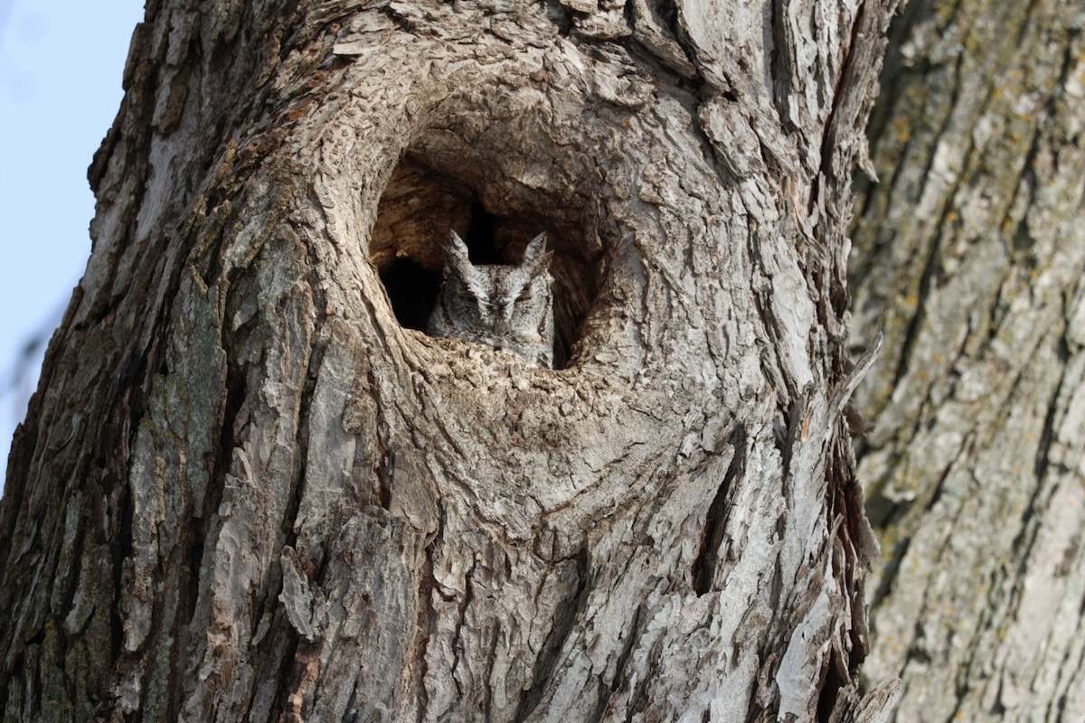 Eastern Screech-Owl - ML646411419