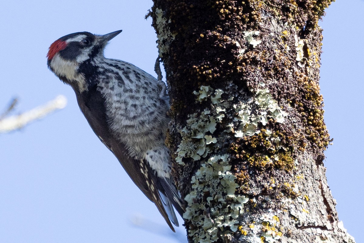 Strickland's Woodpecker - ML646411425