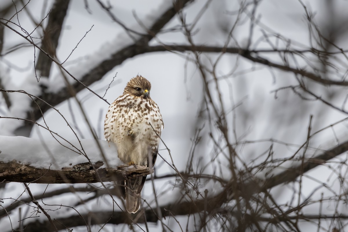 Red-shouldered Hawk - ML646411426