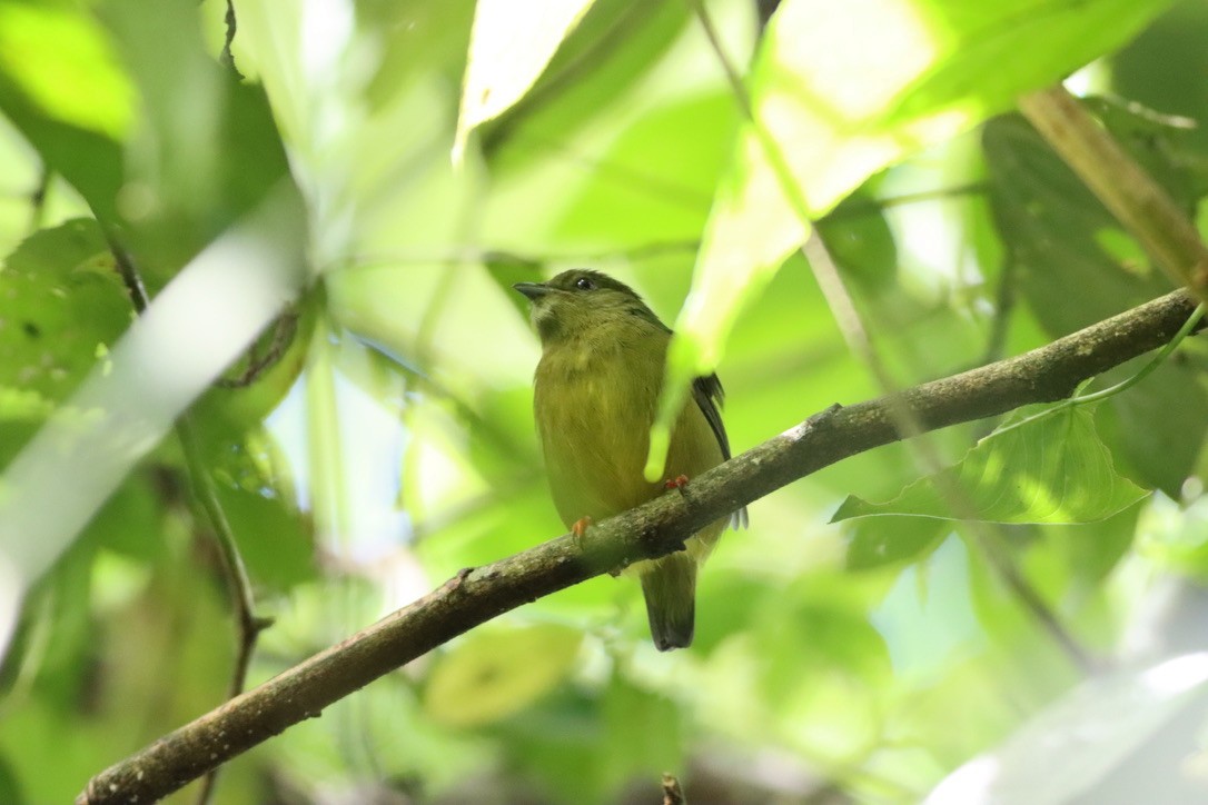 White-collared Manakin - ML646411427