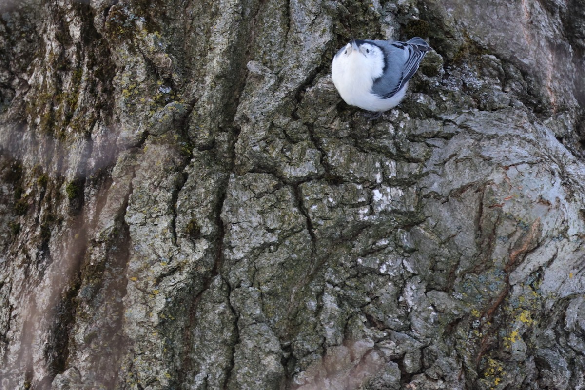 White-breasted Nuthatch - ML646411428