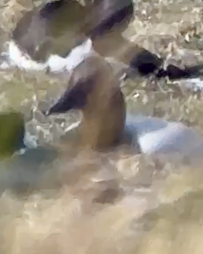 Murgilari bizkarzuria - ML646411430