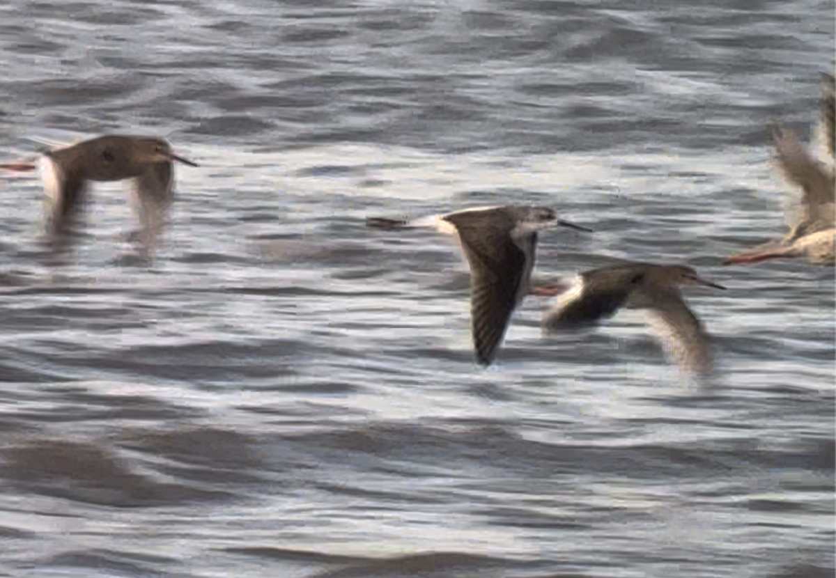 Marsh Sandpiper - ML646411431