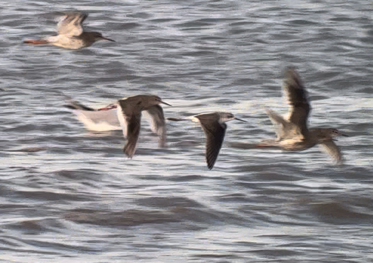 Marsh Sandpiper - ML646411432