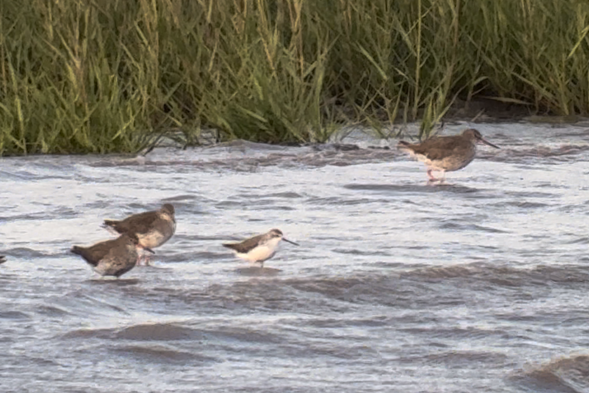 Marsh Sandpiper - ML646411433