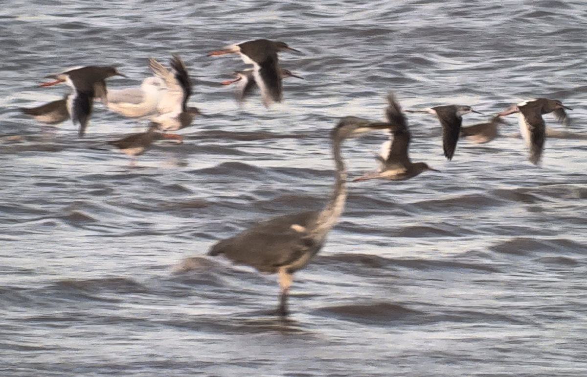 Marsh Sandpiper - ML646411434
